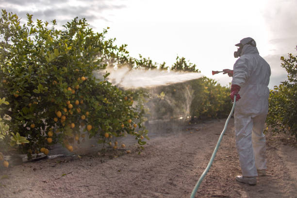 Wasp Removal Services in Farmington, PA