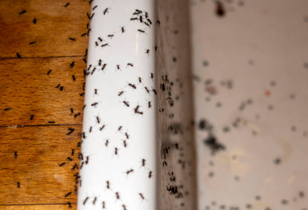 Best Residential Pest Control  in Farmington, PA
